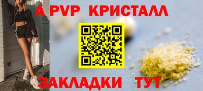 гашик Кингисепп